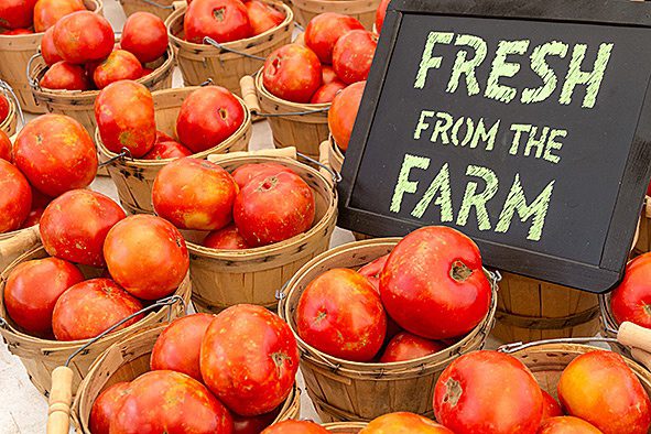 Fresh from the farm tomatoes.