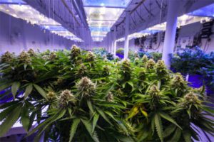 Photo of indoor grow facility for cannabis plants
